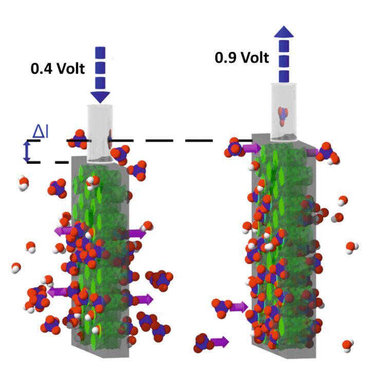 Silizium (grau) mit in Nanoporen eingebetteten Muskelpolymeren (grün) zeigt als Funktion kleiner elektrischer Spannungen in wässriger Umgebung reversible Ausdehnung und Kontraktion.