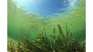 Die chinesischen Forscher sehen in der Ozeanbatterie eine Möglichkeit, Sonnenlicht umweltfreundlicher und potenziell kostengünstiger in Elektrizität umzuwandeln.  (Bild: Richard Carey - stock.adobe.com)