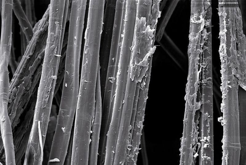 Energiereiche Strahlung verbessert die Haftung zwischen Naturfasern (Flachsfasern, REM-Aufnahme) und Polyolefinmatrix signifikant. Damit eröffnen sich für die künftige Fertigung von FVK-Bauteilen neue Perspektiven. (Bild: Slootmaker & Müssig)