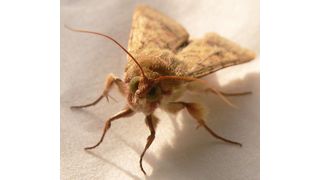 Abb. 1: Adulte männliche Motte des Baumwollkapselwurms. (Bildt: Nicole Joußen, MPI chem. Ökol.)