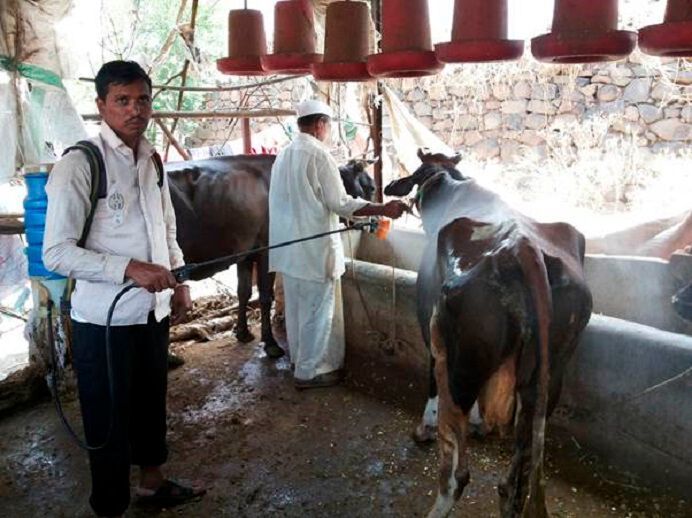 Method of application on external parasite-infected animal.  (Press Information Bureau, Govt. of India )