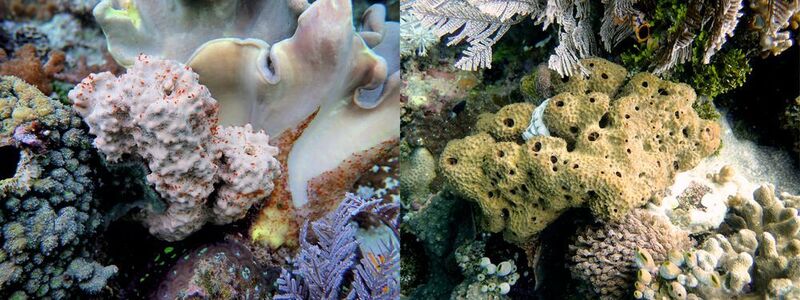 Abb. 2: Verschiedene Arten von Schwämmen (Phylum Porifera) wachsen vor Bangka Island (Nord-Sulawesi, Indonesien), darunter auch eine nicht identifizierte Art der Familie Tethyidae (links) und eine Ircinia sp. (rechts).  (LMU München)