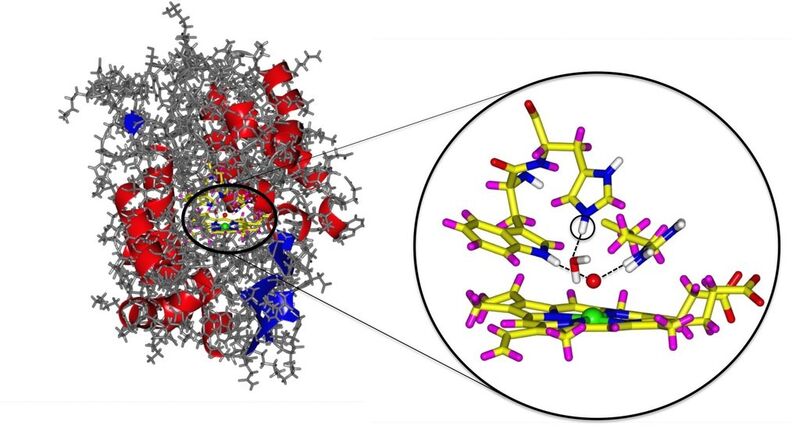 Enzym Cytochrom-c-Peroxidase mit Ausschnitt aus dem aktiven Zentrum. Rot markiert ist das Sauerstoffatom, grün das Eisenatom. Das zusätzlich gefundene Wasserstoffatom ist eingekreist. (Bild: A. Ostermann/TUM)
