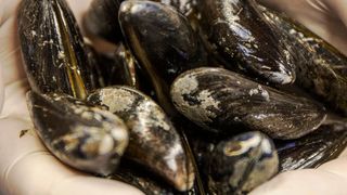 Berliner Forscher haben Stämme des Darmbakteriums Escherichia Coli so umprogrammiert, dass mithilfe der Bakterien der biologische Unterwasserklebstoff von Miesmuscheln produziert werden kann. (© TU Berlin/PR/Tobias Rosenberg)