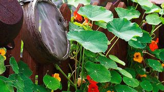 Die Inhaltsstoffe der Kapuzinerkresse wirken unter anderem gegen bestimmte Viren, Bakterien und Hefepilze. Jetzt schreibt ihr eine neue Studie auch antidiabetische Eigenschaften zu. (gemeinfrei)