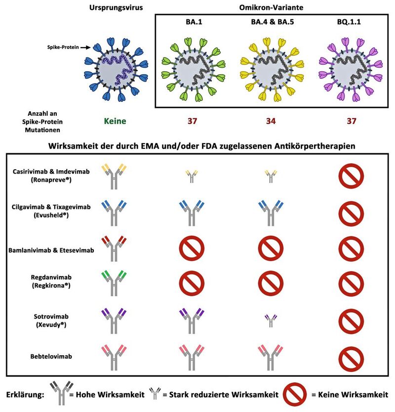 Die Omikron-Untervarianten BA.1, BA.4, BA.5 sowie Q.1.1 weisen eine hohe Anzahl an Mutationen im Spike-Protein auf. Bei einigen dieser Mutationen handelt es sich um Fluchtmutationen, die es dem Virus erlauben, der Neutralisation durch Antikörper zu entkommen. Die Omikron-Untervariante BQ.1.1 ist die erste Variante, die gegen alle derzeitig durch die EMA und/oder FDA zugelassenen Antikörpertherapien resistent ist. 