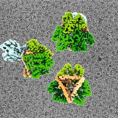 Kryo-EM Rekonstruktion. Tat-Komplex in verschiedenen Orientierungen, mit den einzelnen Bestandteilen in verschiedenen Farben. Der Hintergrund zeigt ein Rohbild der Kryo-EM-Aufnahmen, die zur Berechnung der Dichte verwendet wurden – insgesamt wurden etwa 10.000 Bilder verwendet. (Bild: Ziyu Zhao & Leonid Sazanov/Molecular Cell)