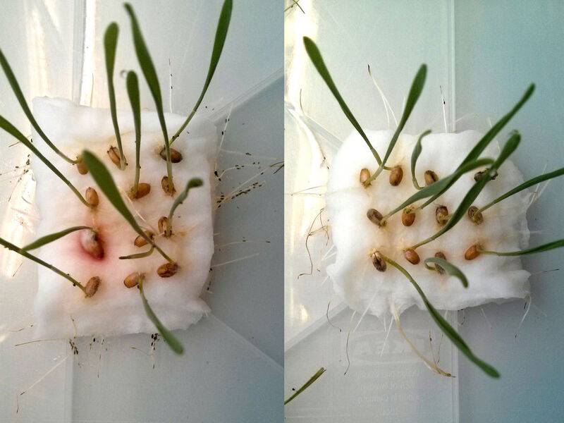 If aphids have the choice between wheat seedlings with (right) and without CBT-ol treatment (left), they avoid the treated seedlings. (W. Mischko / TUM)
