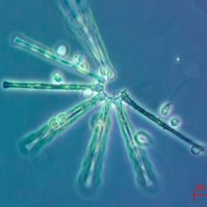 (Universität zu Köln)