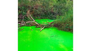 Grünalgen auf der Oberfläche eines Teichs. Dank neuer Fettmoleküle in ihrer Zellmembran konnten sich die Vorgänger dieser Zellen vor über 600 Millionen Jahren massiv ausbreiten.  (gemeinfrei)