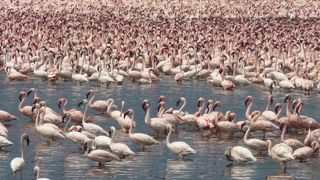 Massenauftreten von Flamingos am Lake Bogoria, Kenia. (Bild: Michael Schagerl)
