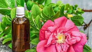 Ein spezieller Duft beim Lernen kann helfen, das Gelernte besser zu behalten (Symbolbild). (gemeinfrei, monicore)