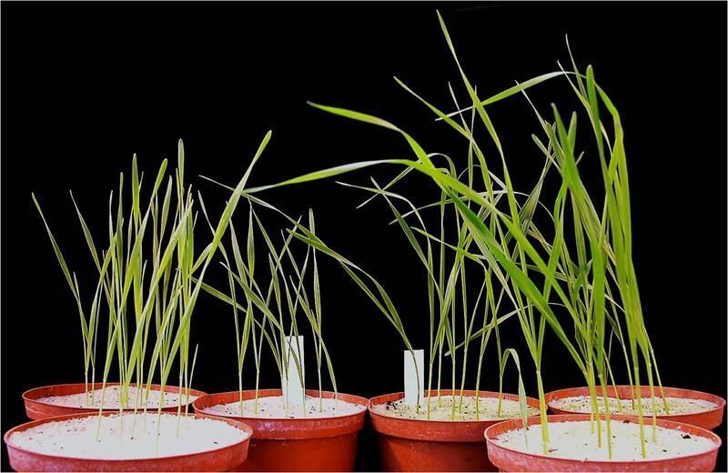 Auf Sand wachsende Weizenpflanzen rechts mit und links ohne Mykorrhiza.  (Bild: Julius Kühn-Institut)