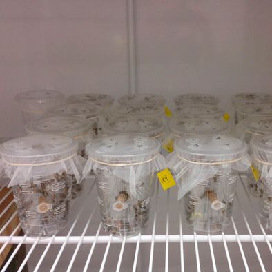 Despite improved standards for keeping honey bees in the lab, UMD research shows caged bees have shorter lifespans than they did 50 years ago, suggesting something other than environmental conditions could be causing higher rates of honey bee colony loss for commercial bee keepers. Despite improved standards for keeping honey bees in the lab, UMD research shows caged bees have shorter lifespans than they did 50 years ago, suggesting something other than environmental conditions could be causing higher rates of honey bee colony loss for commercial bee keepers.