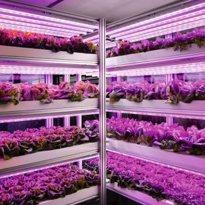 Lichtspektrum: Durch dein Einsatz spezieller LED-Leuchten mit definierten Wellenlängen untersützt dabei, dass Pflanzen kompakter wachsen und ertragreicher sind.(Bild:  Osram)