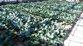 Ein Gewächshausversuch mit Kohlrabi am Leibniz-Institut für Gartenbauwissenschaften (IGZ) hat gezeigt, dass man Mineraldünger durch menschliche Ausscheidungen ersetzen kann, um den gleichen Wachstumseffekt zu erreichen ... (Bild: IGZ)