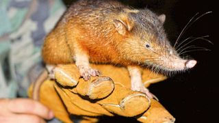 Der giftige Schlitzrüssler (Solenodon) ist eines der ältesten Säugetiere der Welt und extrem selten. (Lucy Emory)