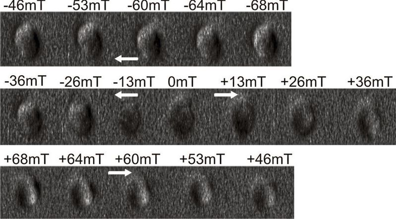 Die magnetokraftmikroskopischen Aufnahmen zeigen ein einzelnes Magnetosom in einem variablen äußeren Magnetfeld, dessen Richtung durch die Pfeile angezeigt wird (in diesem Falle stammt die Aufnahme aus einem Bakterium, die jedoch den Aufnahmen von Lachs-Magnetosomen ähnelt). Das Feld variiert zwischen +/- 68 Millitesla. Dieser Wert ist mehr als das Tausendfache des Erdmagnetfeldes. Die Ummagnetisierung des Magnetosoms äußert sich durch wechselnde Hell-Dunkel-Kontraste. Aufnahmen des Lachs-Magnetosoms finden sich in der PNAS-Veröffentlichung.