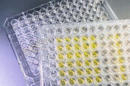 Die zelluläre Reaktion der Reporterhaut auf eine Testsubstanz wird als gelber Farbumschlag einfach kolorimetrisch messbar.(Bild:  Fraunhofer IGB)