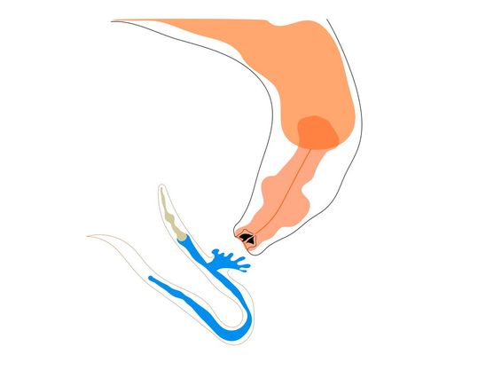 Ein erwachsener Fadenwurm (Pristionchus pacificus) verschlingt eine Caenorhabditis elegans-Larve.(Bild:  © Sheila Pearl Quiobe / Max-Planck-Institut für Biologie Tübingen)