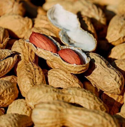 The study found that having a pediatrician who recommended early peanut introduction was the strongest factor in whether a parent or caregiver was aware of the guidelines. The study found that having a pediatrician who recommended early peanut introduction was the strongest factor in whether a parent or caregiver was aware of the guidelines.