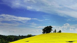 Die größte Lävulinsäure-Prodzuktion der Welt im italienischen Caserta nimmt Fahrt auf. Das Besondere: Die Chemikalie wird komplett aus Biomasse gewonnen. (Bild: Michael Schwarzenberg (CC0))