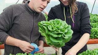Grün, knackig und frisch: die erste Salat-Ernte nach der Nutzung von aufbereitetem Abwasser in der Landwirtschaft. (Hypowave)