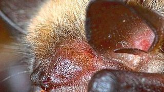 Die meisten Bettwanzenarten nutzen Fledermäuse als Wirt. Hier ist eine nordamerikanische Art zu sehen, die Blut aus der Nase einer Fledermaus saugt. Entgegen bisheriger Annahmen, konnten Klaus Reinhardt und sein Team nun beweisen, dass Fledermäuse nicht die ersten Wirte der kleinen Blutsauger waren. (Mark A. Chappell, University of California, Riverside)