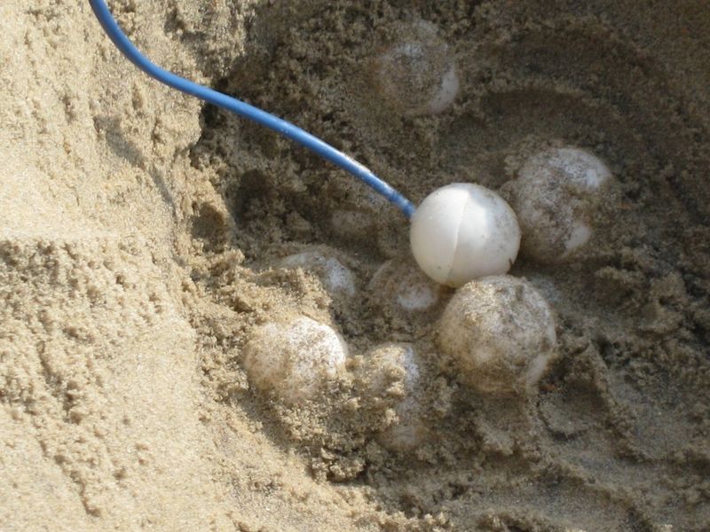 Mit M2M-Technologie werden an den Stränden von North Carolina die Nester von Meeresschildkröten überwacht. (Turtle Sense)