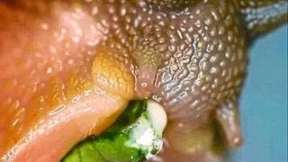 Die Kraft der Schneckenzunge beim Fressen stand im Mittelpunkt einer neuen Studie, die ein Forscherteam der Universitäten Hamburg und Kiel durchführte. (Royal Society Open Science/Krings/Faust)