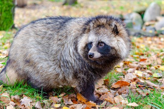 Marderhund (Nyctereutes procyonoides) Marderhund (Nyctereutes procyonoides)