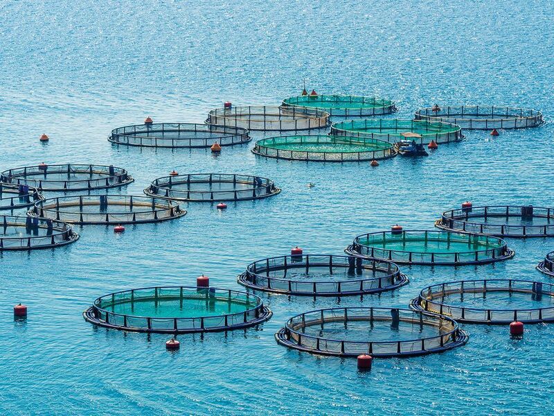 Um ihre Fische mit Sauerstoff zu versorgen, benötigen Fischfarmen große Mengen an reiner Druckluft. (© Christian Delbert - stock.adobe.com)