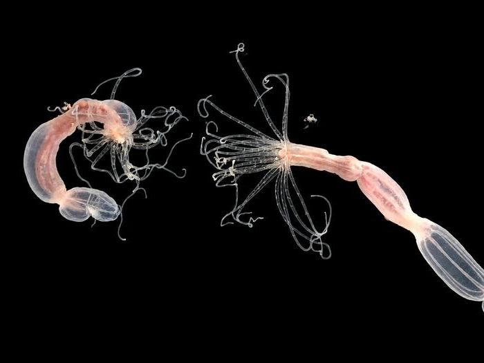 Seltsame Seeanemone Eine neue Studie hat einen bislang unbekannten antiviralen Abwehrmechanismus bei Seeanemonen aufgedeckt. Die Arbeit verdeutlicht, dass Tiere möglicherweise mehr als einen Weg entwickelt haben, um sich gegen Virusinfektionen zu verteidigen. Die Forscher entdeckten, dass ein Protein, das einer Schlüsselkomponente des menschlichen Immunsystems ähnelt, tatsächlich die gegenteilige Rolle erfüllt, aber dennoch für einen wirksamen antiviralen Schutz unverzichtbar ist. Diese Erkenntnisse stellen Annahmen über die Evolution der Immunität in Frage und deuten darauf hin, dass sich grundlegend unterschiedliche antivirale Strategien im Tierreich entwickelt haben. Das Bild zeigt die Seeanemone Nematostella vectensis im Labor.  Hier geht‘s zur Originalmeldung Wissenschaftsbild des Tages vom 21.7.2026  (Bild: Taliya Finkel-Moran)