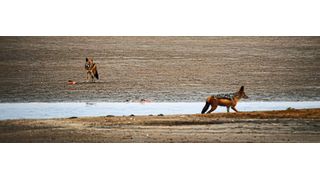 Schakale beim Verzehr von Wasservögeln in Namibia (Czirják/IZW)