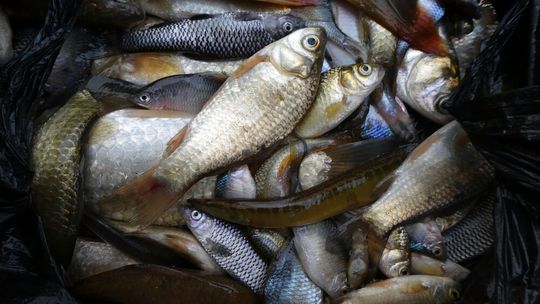 Die Fischvielfalt wird traditionell mittels Netz- oder Elektrofischerei ermittelt. Hier zeigt eine im Fluss Shaying in China entnommene Fischprobe die lokale Artenvielfalt. Am selben Standort wurden auch eDNA-Proben entnommen.(Bild:  Florian Altermatt, UZH/Eawag)
