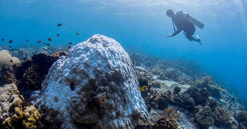Eine ausgebleichte riffbildende Koralle der Gattung Porites. Korallen dieser Art sind wichtige Erbauer der meisten Riffe im ganzen Indopazifischen Raum.