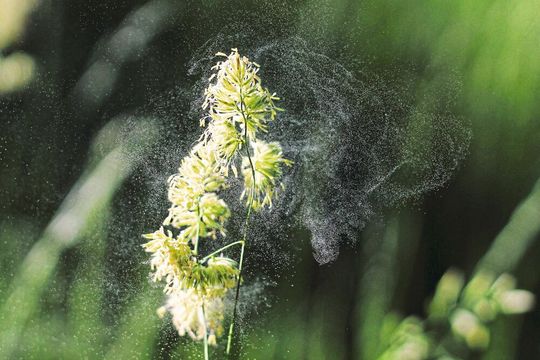 Alptraum für Allergiker: Pollen. Eine Lutschtablette mit Eisen soll laut einer neuen Studie die Symptome lindern. Alptraum für Allergiker: Pollen. Eine Lutschtablette mit Eisen soll laut einer neuen Studie die Symptome lindern.
