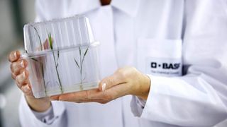 Im Rahmen einer Kooperation wollen BASF Plant Science und VIB ertragssteigernde Gene für Mais und Reis identifizieren und gentechnisch nutzen.  (Foto: BASF - The Chemical Company, 2007)