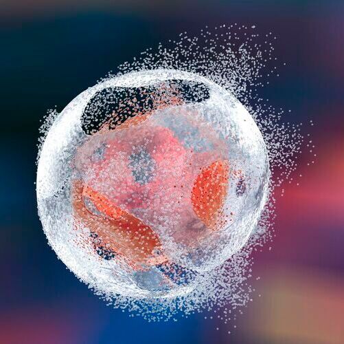 For enzymatic shearing from fixed cells or tissue – both these detergent-based buffers are ideal for effective fragmentation of nuclear material. (Source: ©  Kateryna_Kon - stock.adobe.com)