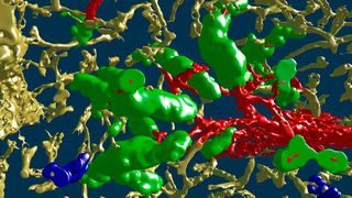 Mit einem VR-Headset kann man jetzt die Blutgefäße der Milz virtuell erkunden. Basis dafür sind  dreidimensionale Modelle. (Bild: Universität Marburg)