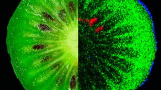 Inhaltsstoffe einer Kiwi: grün = Zucker, blau = Polyphenol, rot = kiwitypisches Lipid. (Bild: Oliver Wittek)