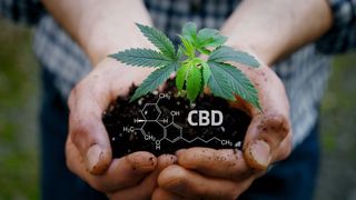 Abb. 1: Die kommerzielle Nutzung von Cannabis erfordert eine umfassende und effiziente  Analytik der Inhaltsstoffe. (©HQUALITY - stock.adobe.com; Wikipedia_[M]-Kuebert)