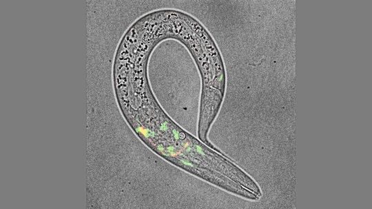 Mikroskopische Aufnahme des Fadenwurms C. elegans, dem Modellorganismus der TU-Dresden-Studie.(Bild:  Byoungjun Park)