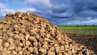 Zuckerrüben eignen sich unter anderem als nachwachsender Rohstoff für die Gewinnung erneuerbarer Energien.  (Bild: KWS Saat AG)