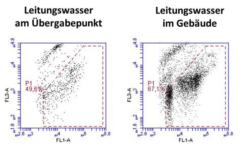 Abb. 3: Vergleich der mikrobiologischen Wasserqualität von Leitungswasser eines Gebäudes am Übergabepunkt und innerhalb des Gebäudes. Wasserproben wurden mit zwei Farbstoffen gefärbt zur Visualisierung von intakten und geschädigten Mikroorganismen. Veränderungen in der Zellzahl, der relativen Anteile von intakt/geschädigt und von LNA/HNA sind klar erkennbar. (IWW)