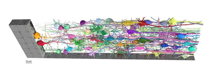 Das Gehirn-Puzzle lösen  Milliarden von Nervenzellen sind im Gehirn miteinander verbunden und verarbeiten ständig Signale, sodass wir Erinnerungen abrufen oder unseren Körper bewegen können. Um dieses komplizierte Netzwerk zu verstehen, muss man genau untersuchen, wie diese Nervenzellen angeordnet und miteinander verbunden sind. Dafür haben Forscher des Institute of Science and Technology Austria (ISTA) und von Google Research eine neue Mikroskopiemethode entwickelt. Mit „Liconn“ steht nun ein neues Tool für Wissenschaftler zur Verfüung, das dabei hilft, dieses biologische Puzzle zusammenzusetzen. Herkömmliche Lichtmikroskope sind in ihrer Auflösung klassischerweise auf etwa 250 bis 300 Nanometer begrenzt. Die neue Methode erhöht die effektive Auflösung um das 16-fache und erreicht eine Auflösung von besser als 20 nm. Das Bild zeigt eine mit Liconn erstellte 3D-Darstellung von Beispielzellen aus dem primären somatosensorischen Kortex einer Maus – einer Hirnregion, die Berührungs- und Körperpositionsempfindungen verarbeitet.  Hier gehts zur Originalmeldung Wissenschaftsbild des Tages vom 15.5.2025   (Bild: Tavakoli, Lyudchik et al./Nature)