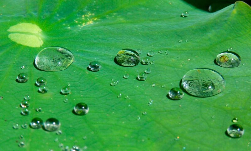 Eines der bekanntesten Beispiele für Bionik ist der Lotus-Effect. Die Pflanze gilt als saubere Pflanze, da Wasser aufgrund der Oberflächenspannung abperlt und evenbtuell vorhandenen Dreck abspült.  (Bild: gemeinfrei)