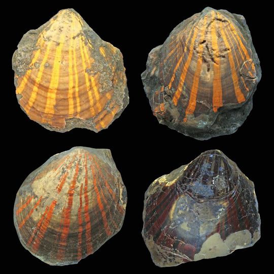 Verschiedene Fluoreszenzfarben bei der fossilen Kammmuschel Pleuronectites.(Bild:  Klaus Wolkenstein)