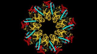 Struktur des ausgeschleusten Proteins (blau) gebunden an den ringförmigen Exportapparat (gelb). Diese Darstellung nutzen Forschende, um die einzelnen Wechselwirkungen zu bestimmen.  (Bild: Universität Bielefeld)