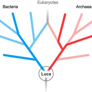 (William Martin/HHU)